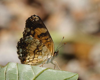 Silvery Checkerspot